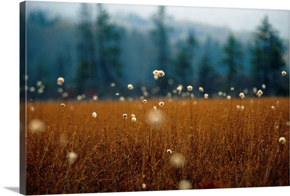 Cotton grass, sedges and a red spruce forest in a bog.