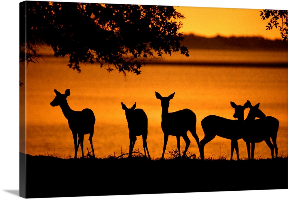 Deer silhouetted against twilght on marsh.