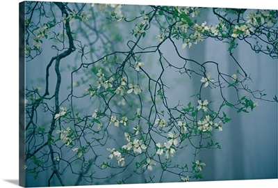 Dogwood blossoms in a foggy forest