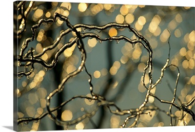 Frozen twigs of a corkscrew willow sparkle in the sunlight, Waynesboro, Pennsylvania