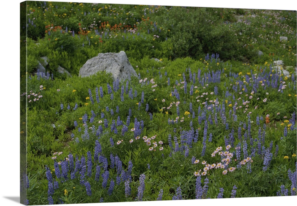 Wild flower meadow, Teton Crest Trail Wyoming.