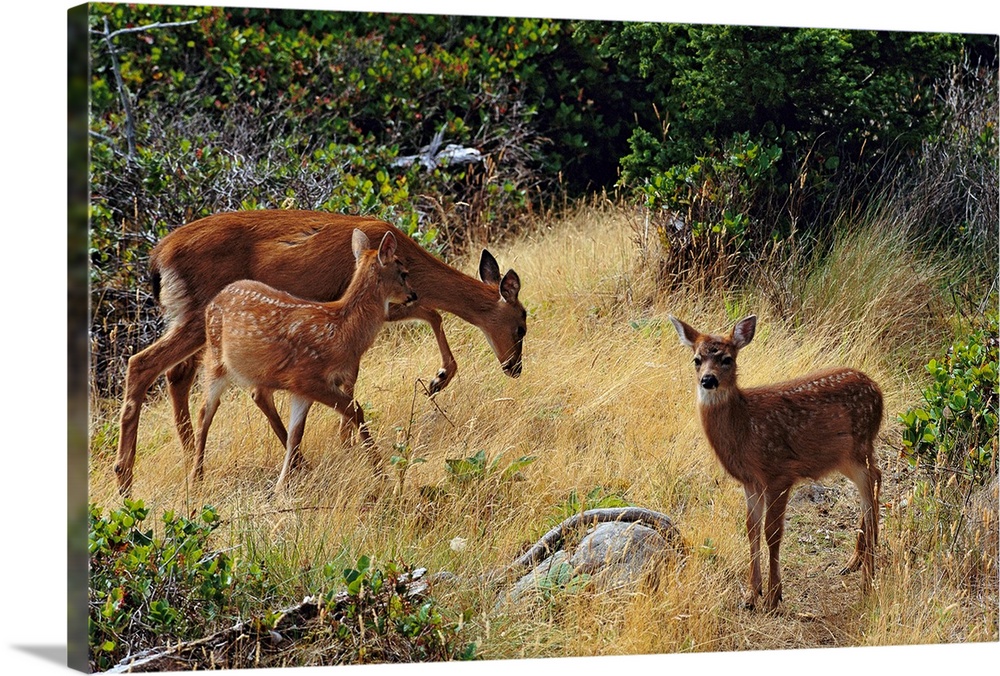 Black-tailed deer (Odocoileus hemionus) and fawn.