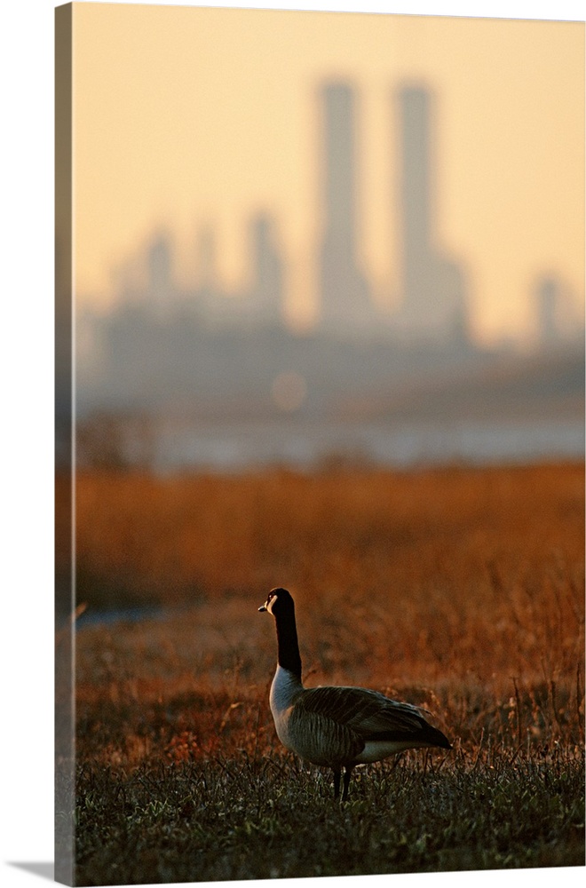 Canada goose (Branta canadensis) and hazy Twin Towers skyline.
