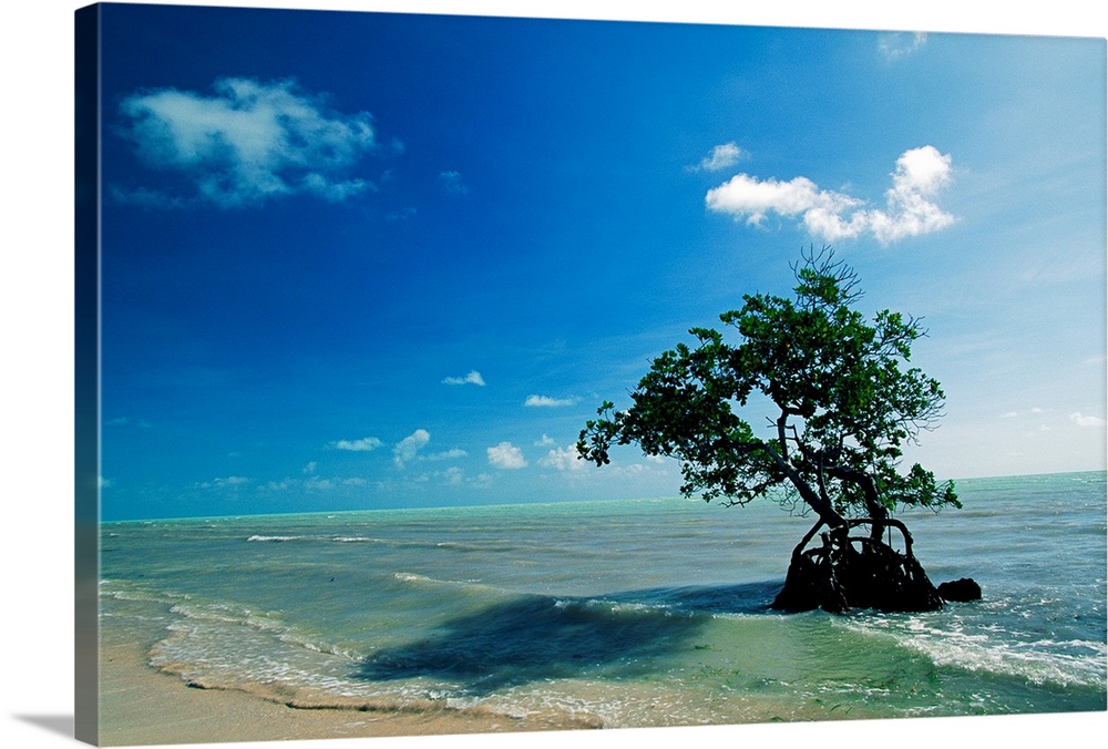 A mangrove tree has firmly establishd roots in the shallow waters of the Long K ey State Recreation Area. The park is comp...