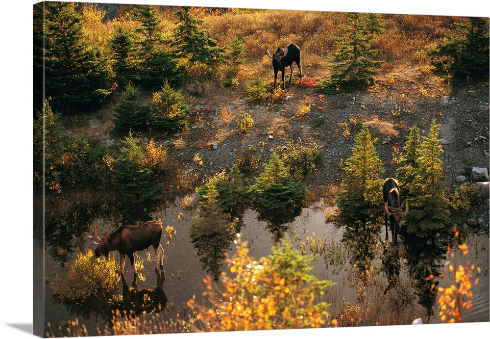 Three bull moose (Alces alces) feed together in the fall.