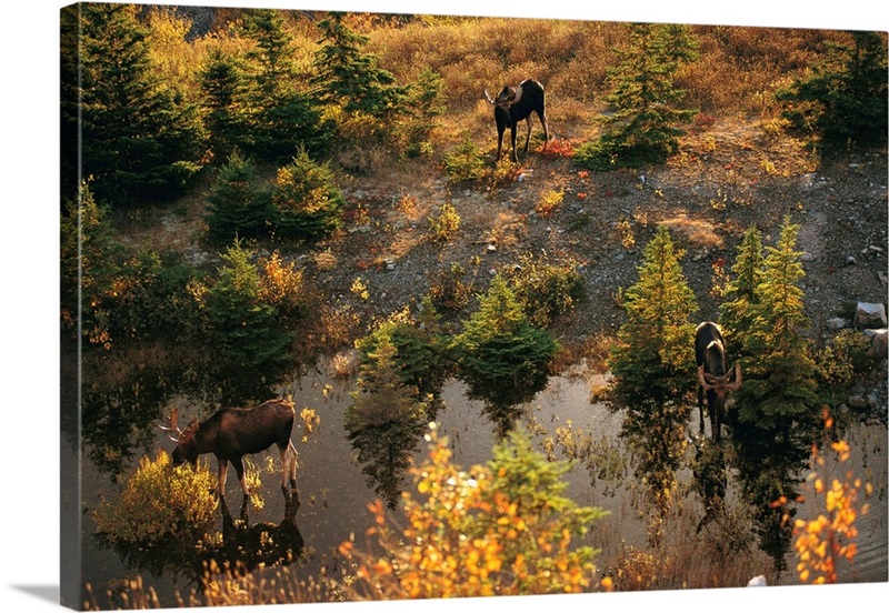Mackenzie Mountain Pond, Cape Breton Highlands National Park, Nova