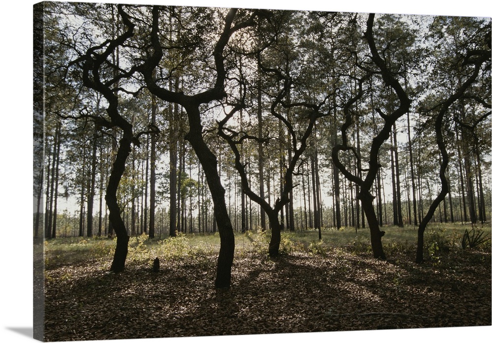Grove of trees in the Ocala National Forest.