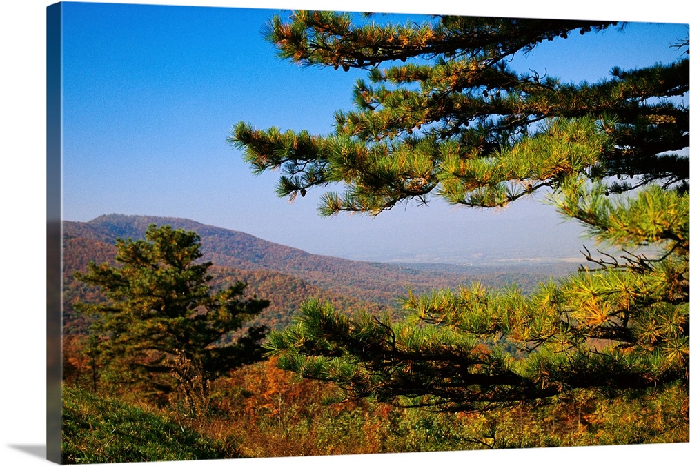 Pine tree and forested ridges of the Blue Ridge Mountains.