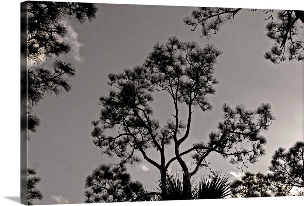 Pine trees are silhouetted against a clear afternoon sky.