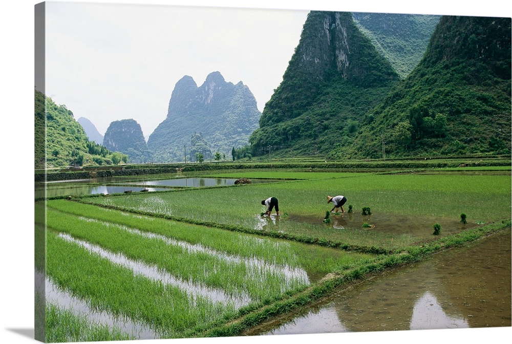 Planting rice with limestone karst mountains beyond near Guilin.