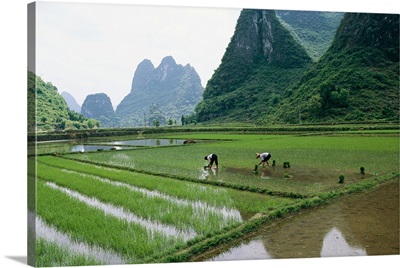 Planting rice with limestone karst mountains beyond near Guilin
