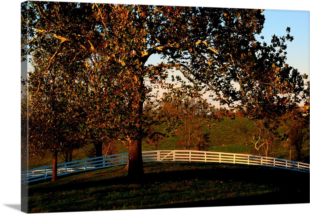View of a large sycamore tree and white wood fence at the Shaker village at Ple asant Hill.