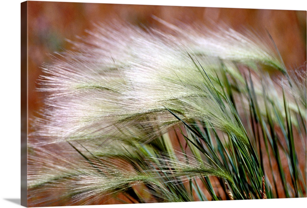 From the National Geographic Collection, a close-up photograph shows a small group of high grass within the Midwestern Uni...