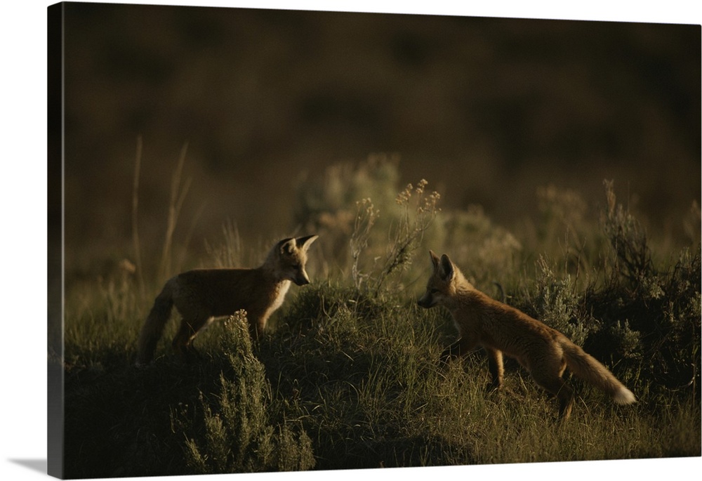 Red fox kits, Red Rocks National Wildlife Refuge, Montana.
