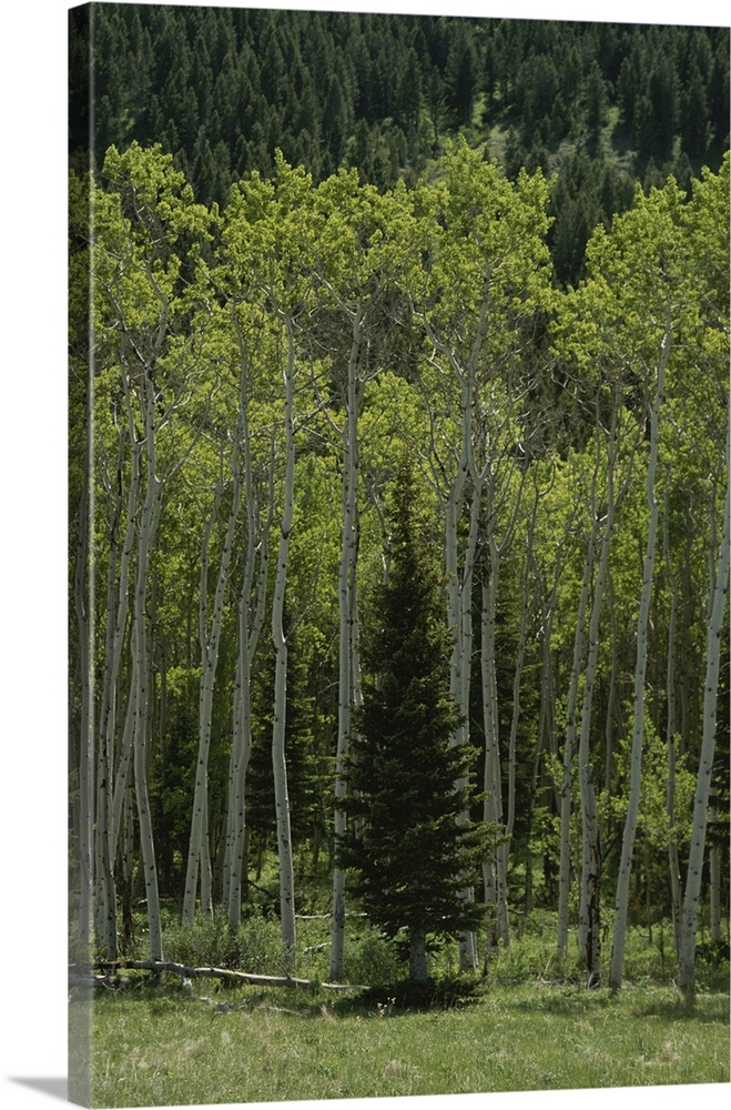 Lone evergreen amongst aspen trees with spring foliage.