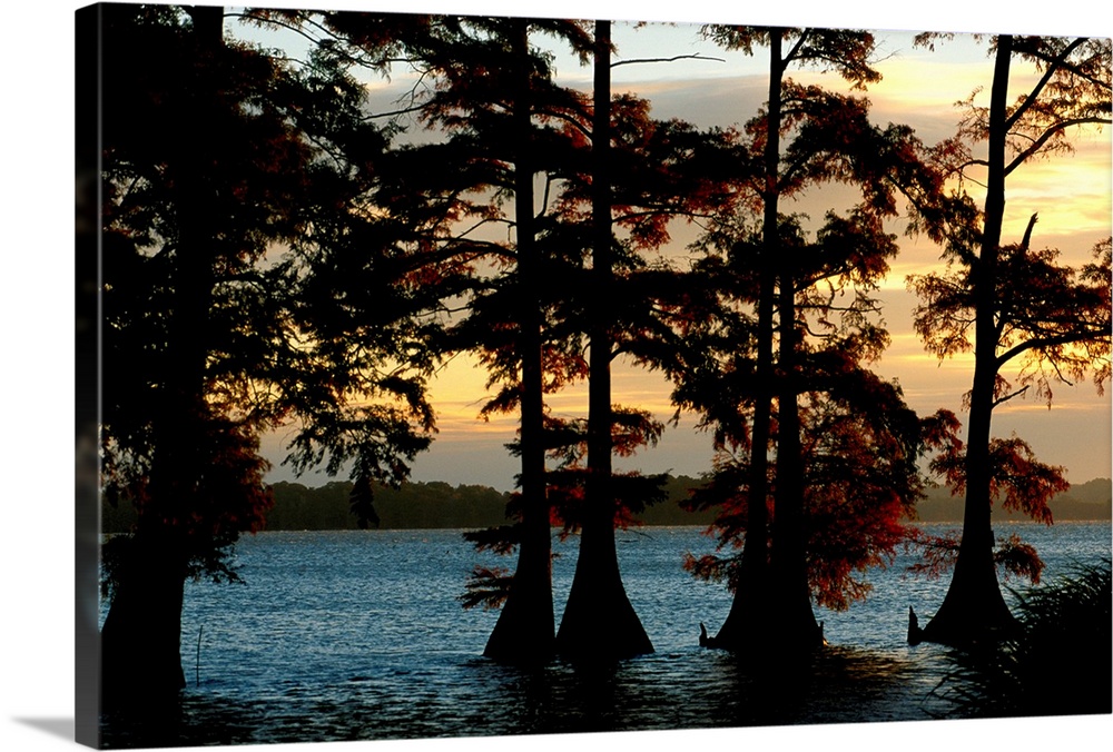 Bald cypress trees growing along the banks of Reelfoot Lake, part of Tennessee' s Reelfoot National Wildlife Refuge, are s...