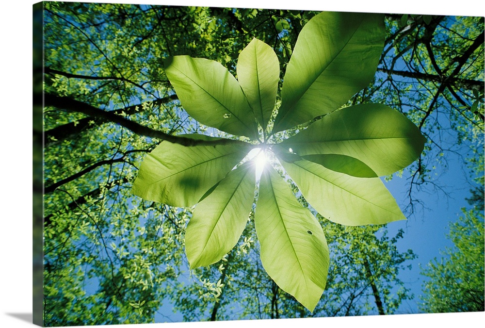 Sunlight filters through the leaves of an umbrella tree