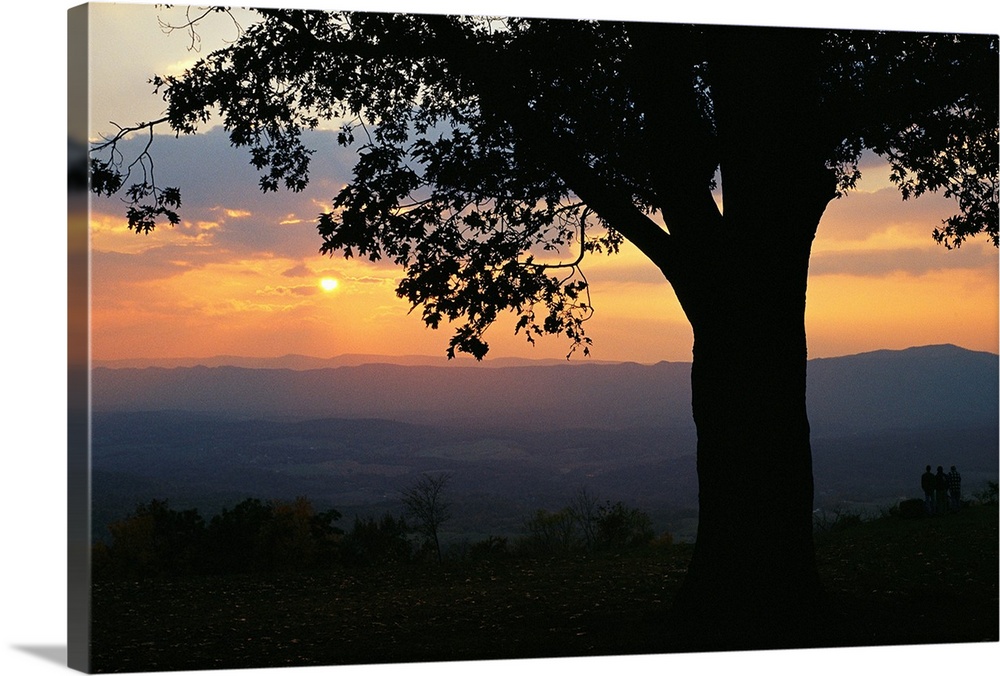Sunset and silhouetted oak tree over the Shenandoah valley.