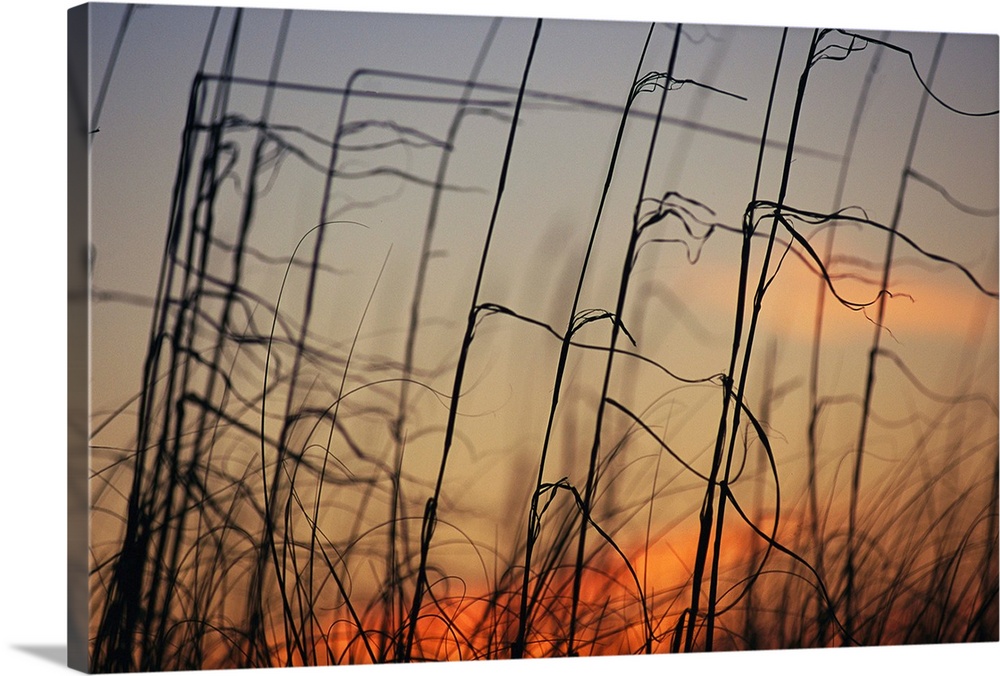 Tall grasses blowing in the wind at twilight.