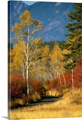 The autumn foliage in Targhee National Forest