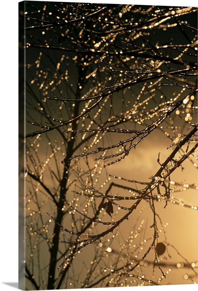 The frozen branches of a small birch tree sparkle in the sunlight.