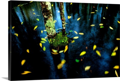 The slow waters of wetlands stir fallen leaves creating spots of blurred yellow
