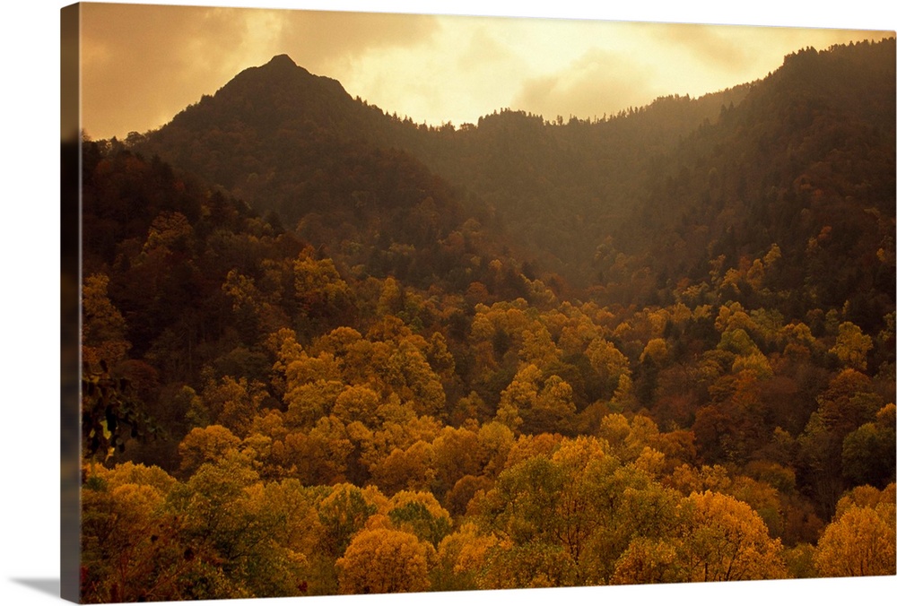 Trees in autumn hues covering ancient mountain ridges.