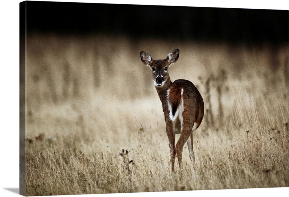 White-tailed deer (Odocoileus virginianus) looking backwards, vocalizing in mea dow area.