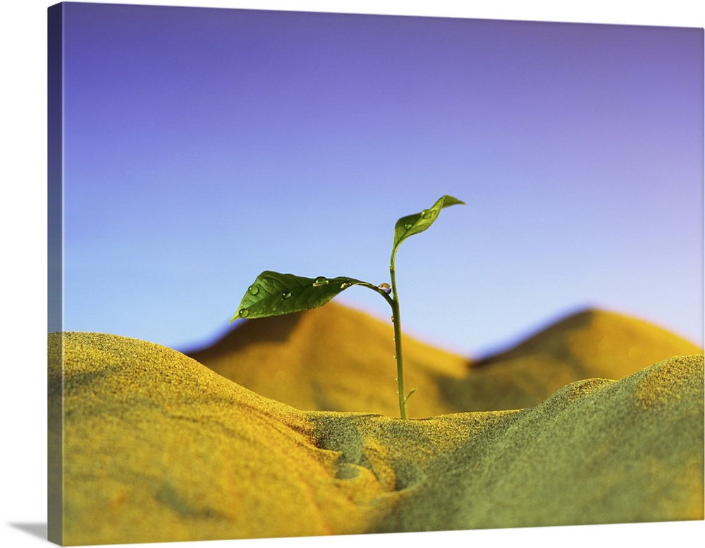 Agriculture, Seedling