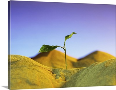 Agriculture, Seedling