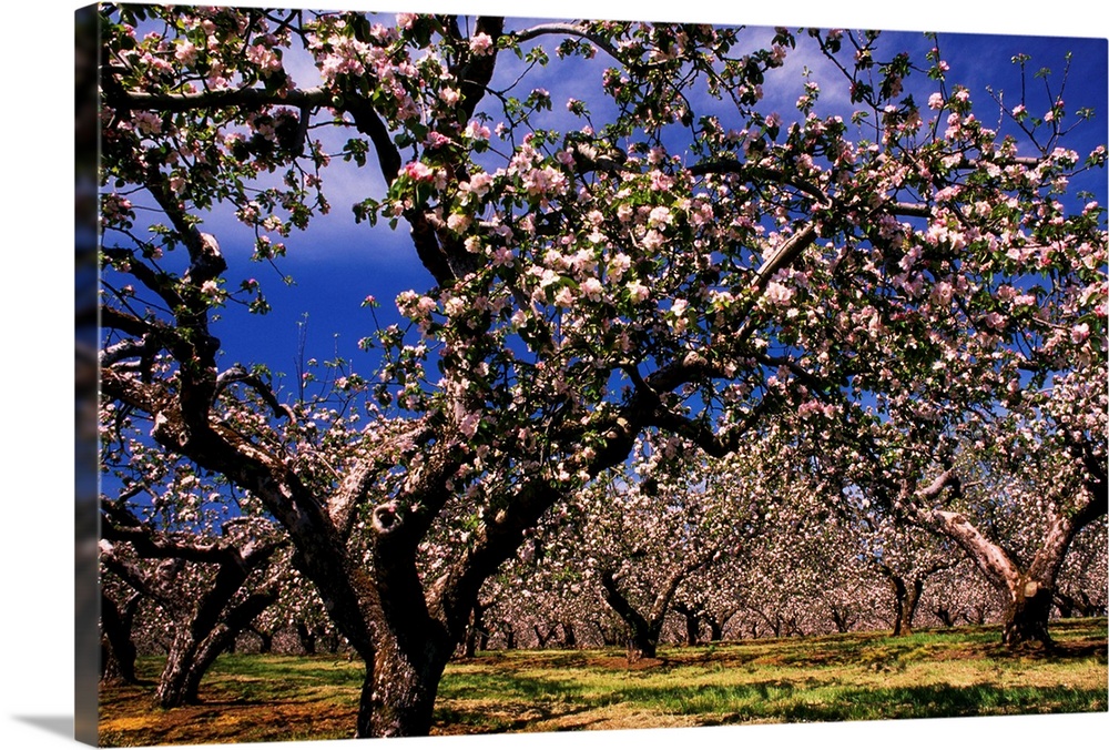 Apple Trees In An Orchard, County Armagh, Republic Of Ireland