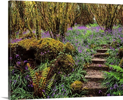 Ardcarrig Gardens, Co Galway, Ireland; Hazel Coppice And Bluebells