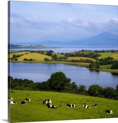 Bantry Bay, County Cork, Ireland, Holstein-Fresian Cattle