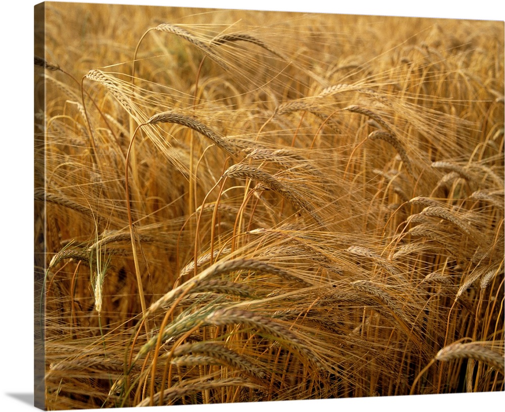 Barley field, county Meath, Ireland.