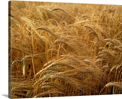Barley Field, County Meath, Ireland