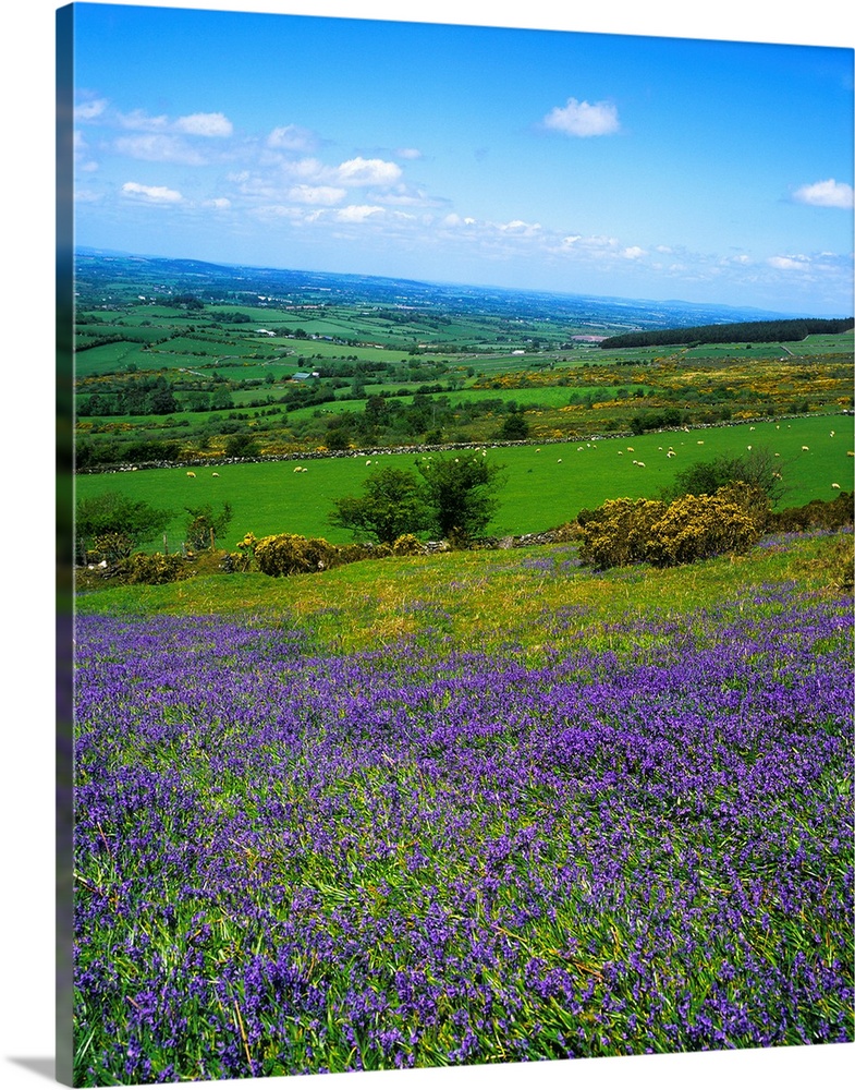 Bluebell Flowers On A Landscape, County Carlow, Republic Of Ireland