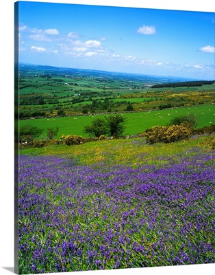 Bluebell Flowers On A Landscape, County Carlow, Republic Of Ireland