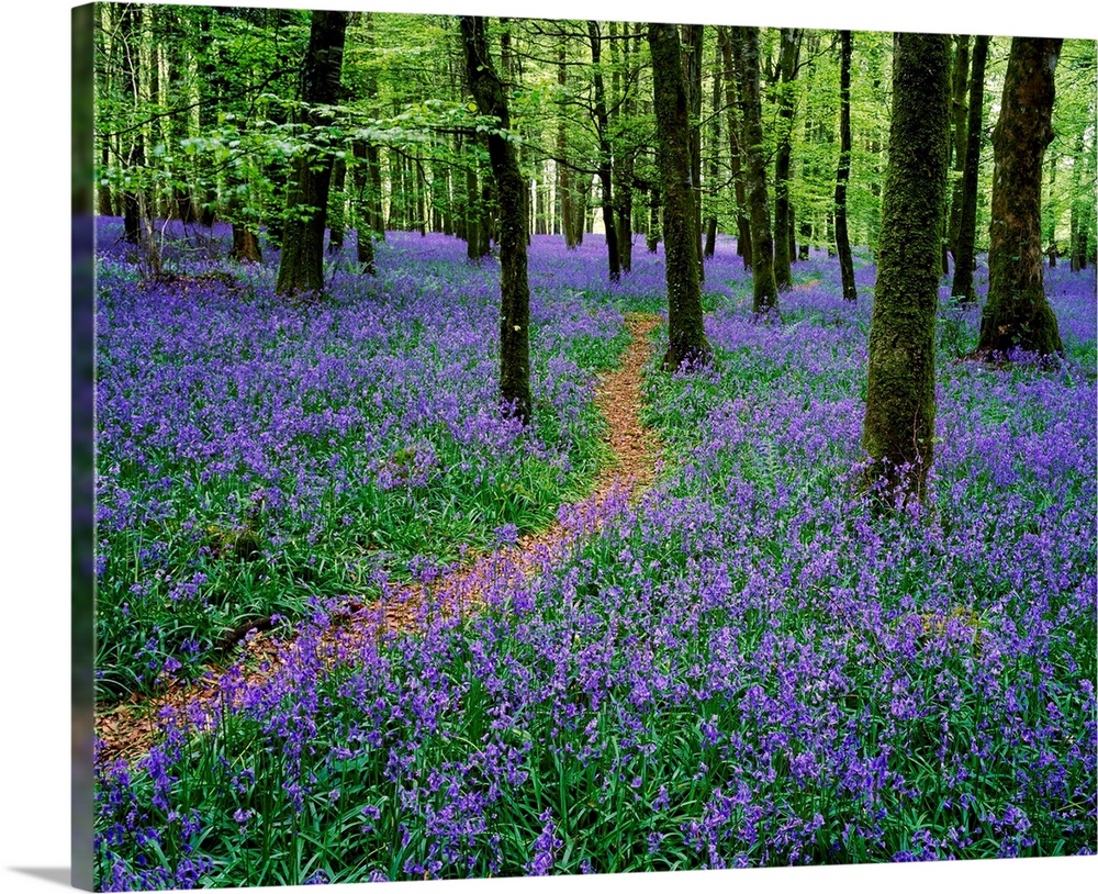 Bluebell Wood, Near Boyle, County Roscommon, Ireland