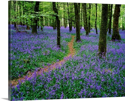 Bluebell Wood, Near Boyle, County Roscommon, Ireland