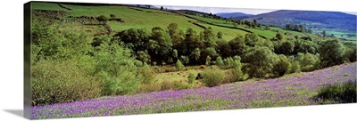Bluebells In A Field, Sally Gap, County Wicklow, Republic Of Ireland