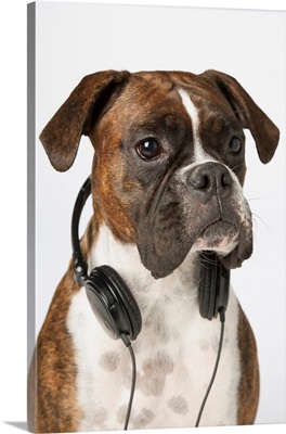 Boxer Dog With Headphones