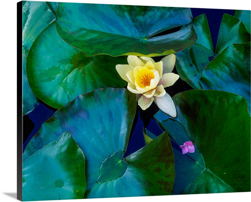 Butterstream Trim Co Meath, The Lily Pond, Early Summer.