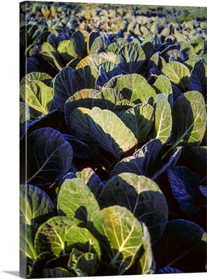 Cabbages, Co Meath, Ireland