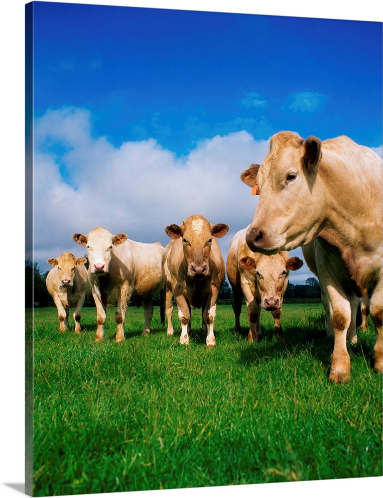 Cattle, Charolais