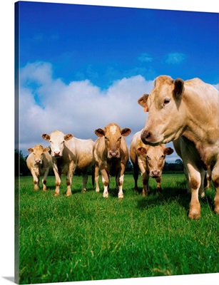 Cattle, Charolais