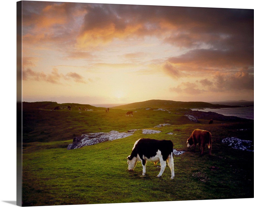 Cattle, Mannin Bay, County Galway, Ireland