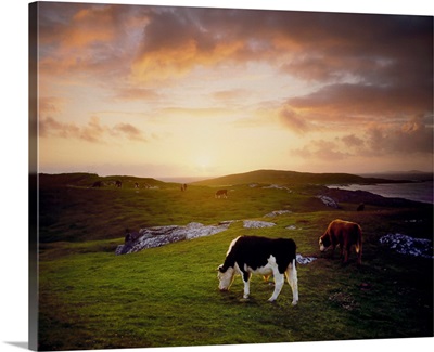 Cattle, Mannin Bay, County Galway, Ireland