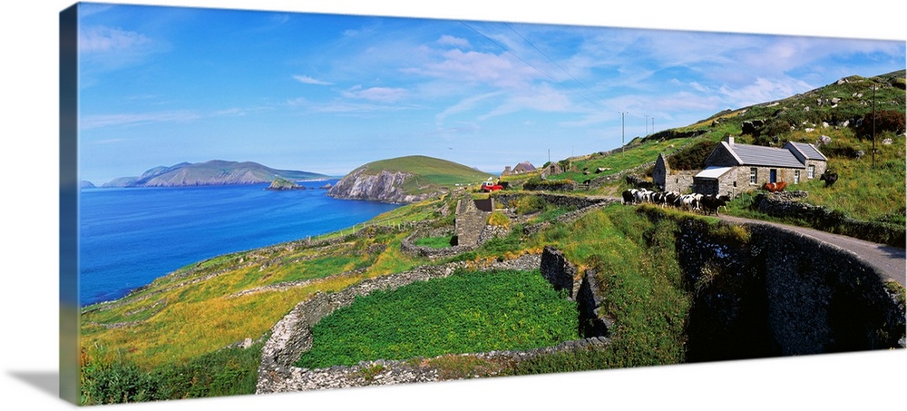 Cattle On The Road, Slea Head, Dingle Peninsula, Republic Of Ireland