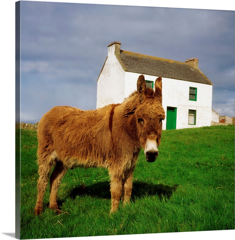 Cottage And Donkey, Tory Island