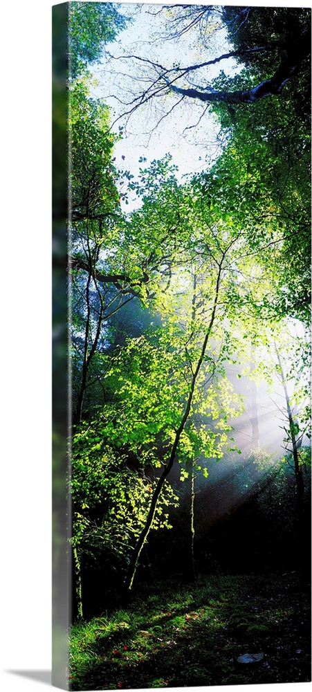 Deciduous Wood, Killarney National Park, County Kerry, Ireland